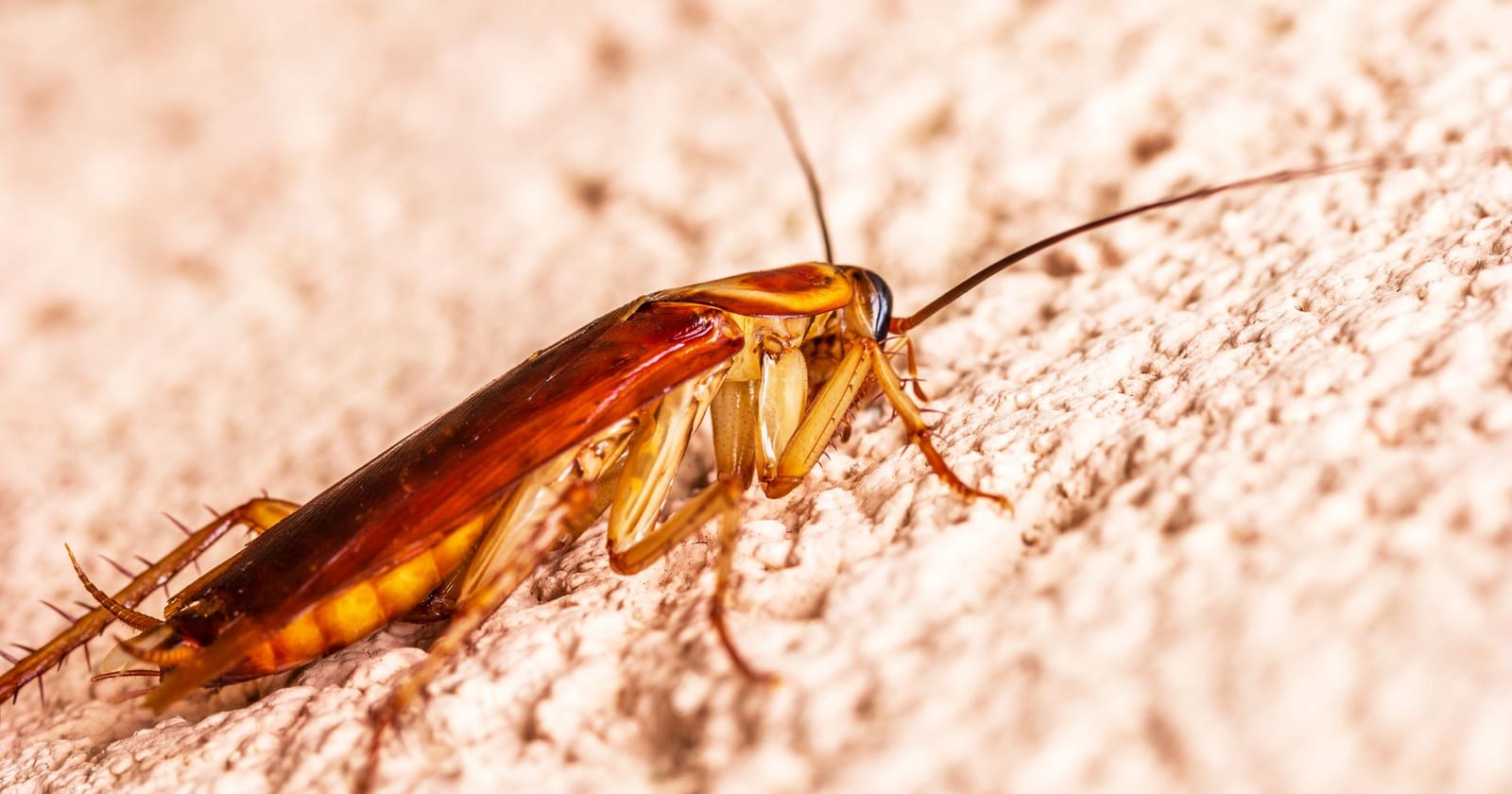 Control de Cucarachas y Water Bugs